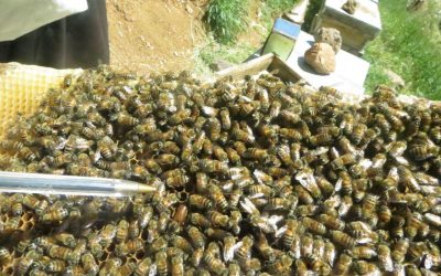 در اجتماع زنبورها دنبال چه چیزی باید بود ؟