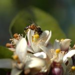 روش های گوناگون در زنبورداری