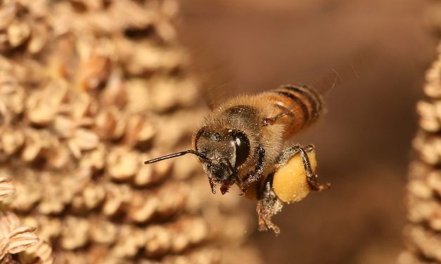 عوامل مؤثر در پرورش و نگهداری زنبور عسل