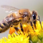 انواع نژاد زنبورعسل
