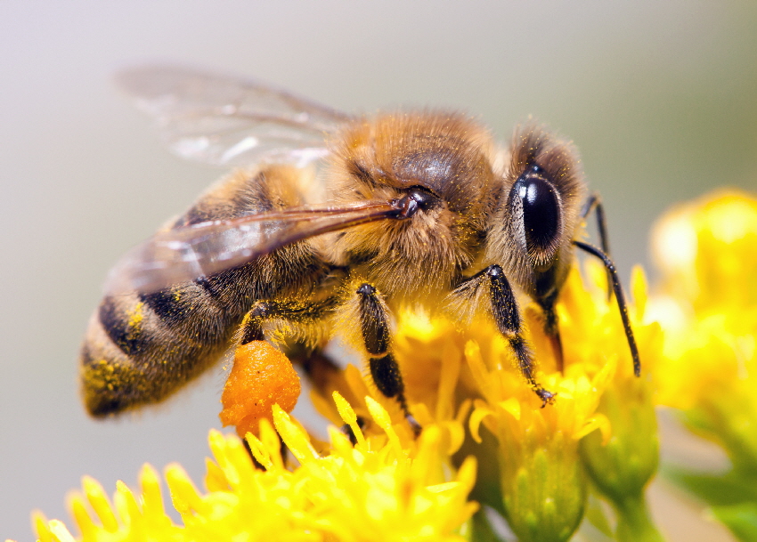 انواع نژاد زنبورعسل