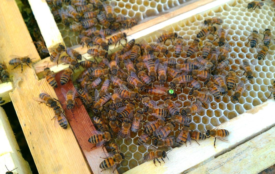 تغذیه زنبورعسل