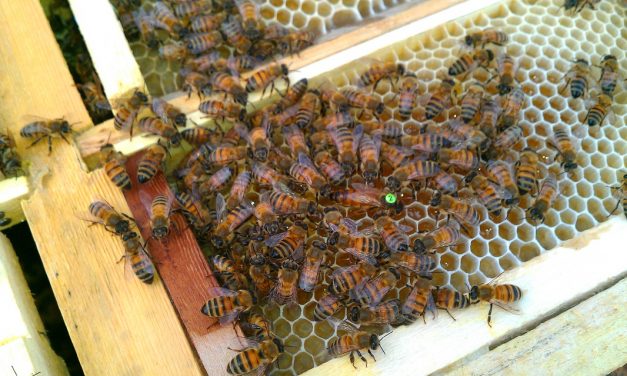 تغذیه زنبورعسل