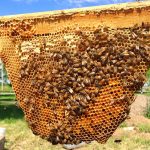 زنبورداری در تابستان : تولید عسل
