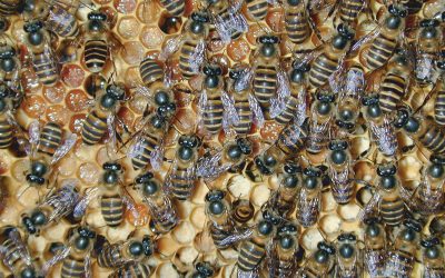 جلوگیری از ازدحام زنبورعسل