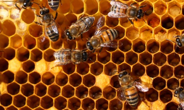 عوامل مؤثر در پرورش و نگهداری زنبور عسل