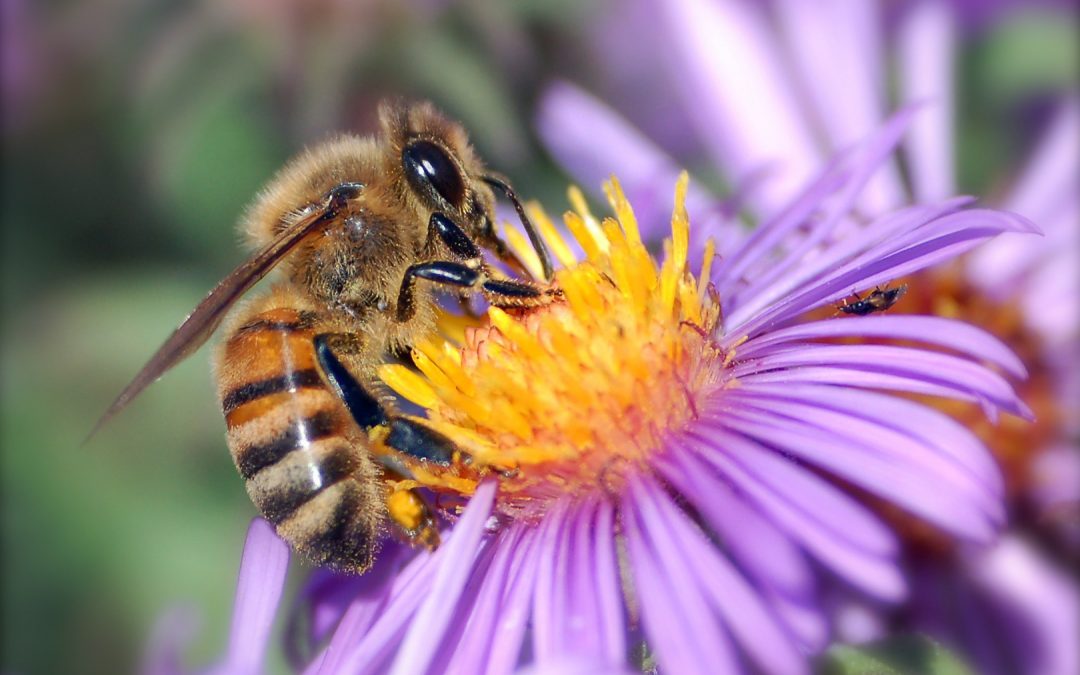 گروه های مختلف اجتماع زنبور عسل